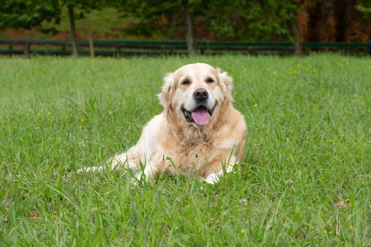 Golden Retriever test image used in the PixelSeal evaluation